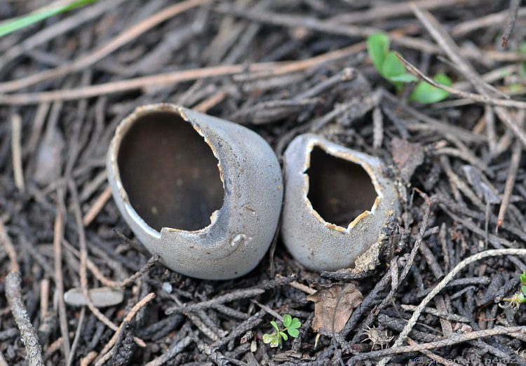 Helvella leucomelaena